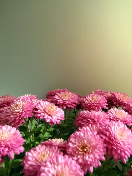 Crisantemos morados. Hermoso fondo de flores otoñales frescas — Foto de Stock