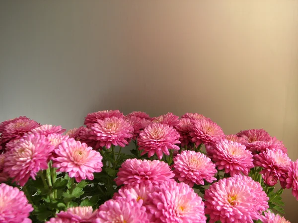 Crisantemos morados. Hermoso fondo de flores otoñales frescas — Foto de Stock