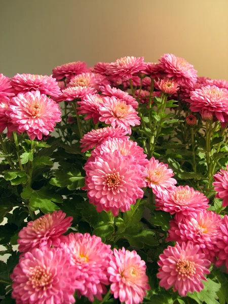 Crisantemos morados. Hermoso fondo de flores otoñales frescas —  Fotos de Stock