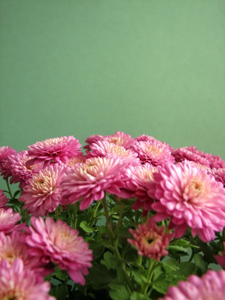 Crisântemos roxos. Belo fundo de flores outonais frescas — Fotografia de Stock