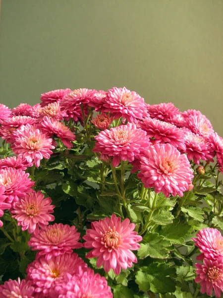 Crisantemos morados. Hermoso fondo de flores otoñales frescas — Foto de Stock