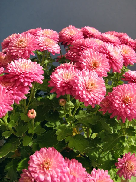 Crisantemos morados. Hermoso fondo de flores otoñales frescas — Foto de Stock