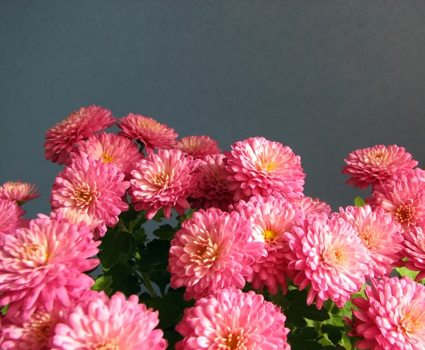 Crisântemos roxos. Belo fundo de flores outonais frescas — Fotografia de Stock