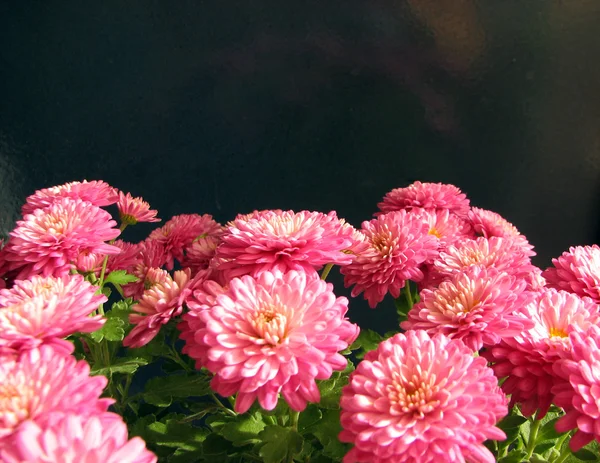 Crisantemos morados. Hermoso fondo de flores otoñales frescas — Foto de Stock