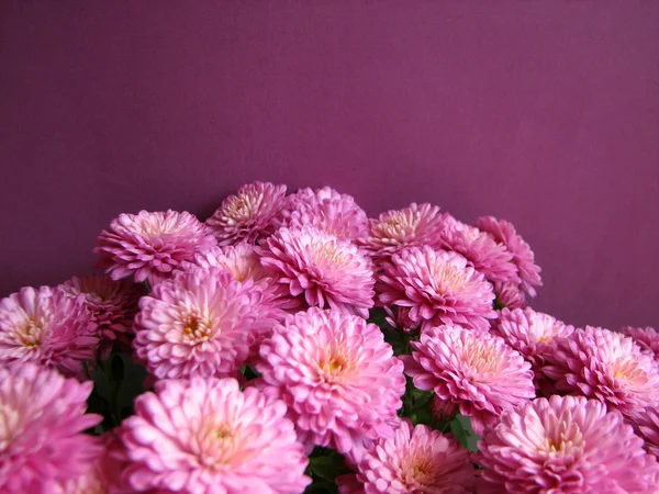 紫の菊。新鮮な秋の草花の美しい背景 — ストック写真