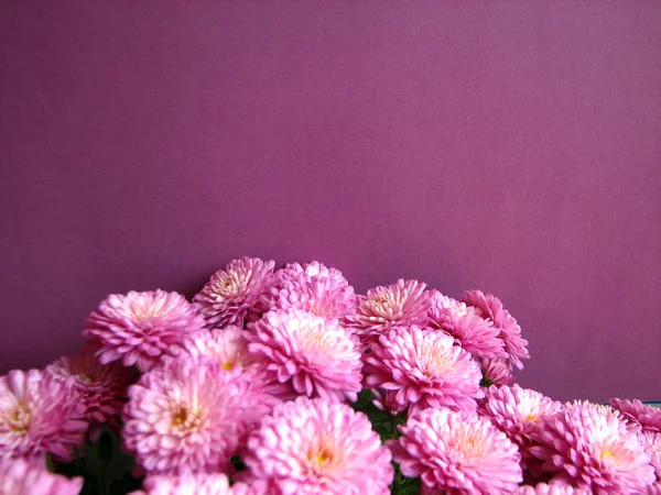 Crisantemos morados. Hermoso fondo de flores otoñales frescas — Foto de Stock