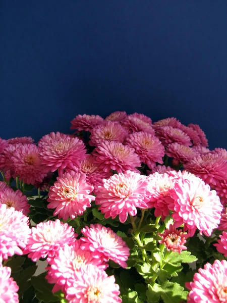 Crisântemos roxos. Belo fundo de flores outonais frescas — Fotografia de Stock