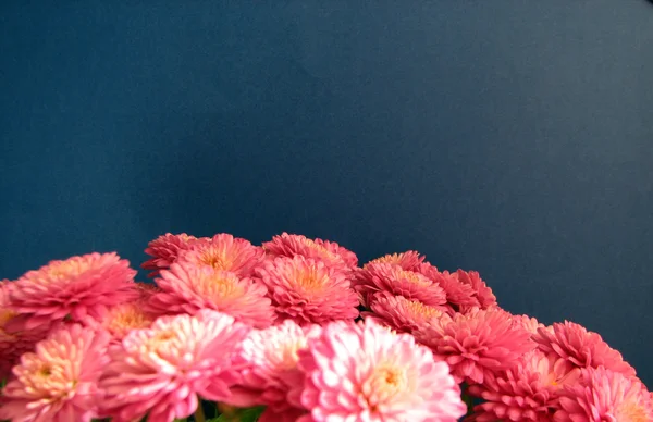 紫の菊。新鮮な秋の草花の美しい背景 — ストック写真