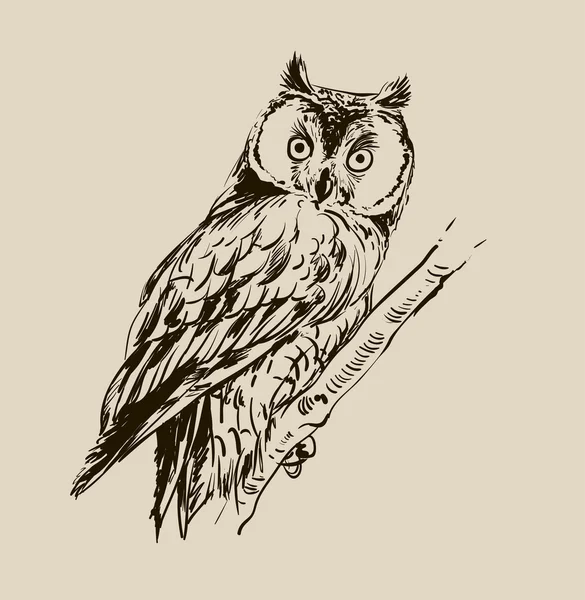 Hand drawn owl — Stock Vector