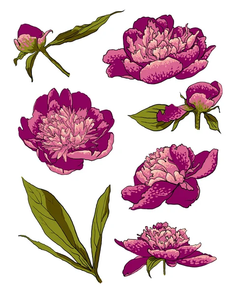 Flores de peonía dibujadas a mano — Vector de stock