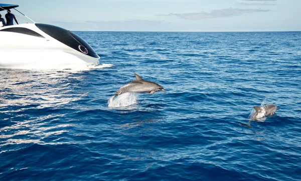 Atlantischer Gefleckter Delfin La Palma Delfinbeobachtung mit Boot. — Stockfoto