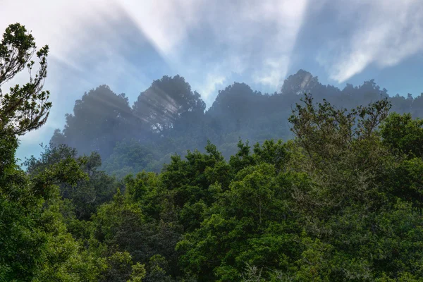 La palma, Canarische eilanden: laurel bos los tilos. — Stockfoto