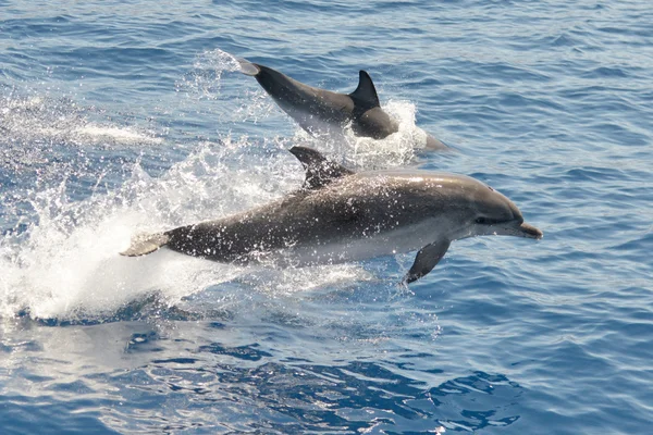 Atlantische gevlekte dolfijn La Palma Stockfoto