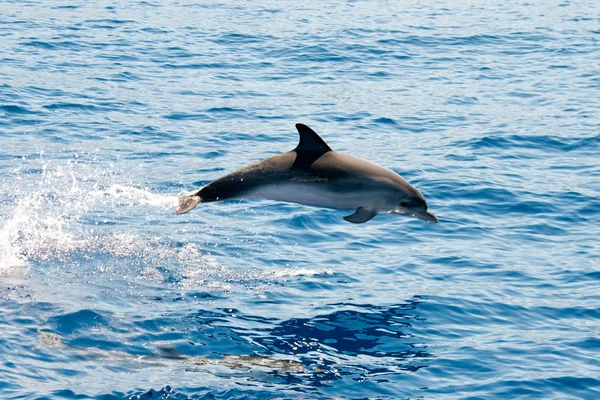 Atlantische gevlekte dolfijn La Palma Stockafbeelding