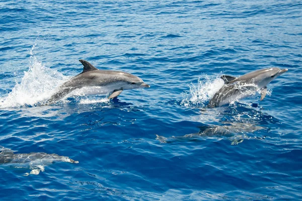 Atlantik benekli yunusu La Palma Telifsiz Stok Fotoğraflar