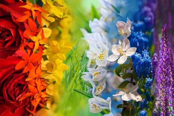 Färgstark regnbåge av blommor — Stockfoto