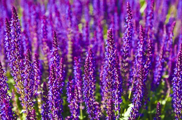 Campo de lavanda roxa — Fotografia de Stock