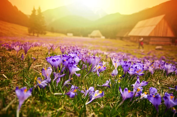 Lente weide in Bergen — Stockfoto