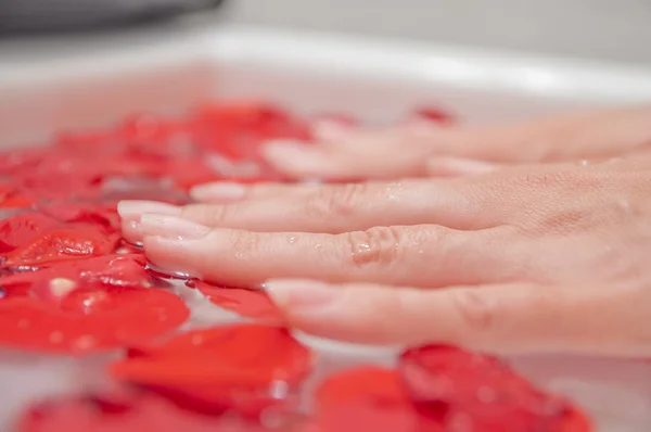 Vrouw palm en rozenblaadjes — Stockfoto