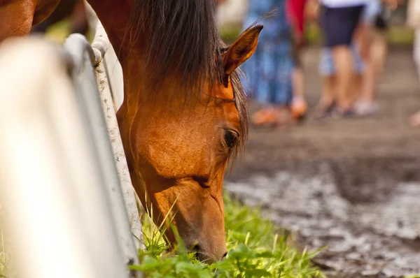 Caballo en establo —  Fotos de Stock