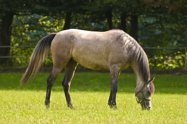 Pastoreo de caballos árabes —  Fotos de Stock