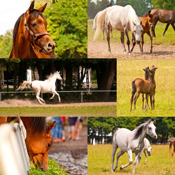 Arabiska hästar på stall — Stockfoto