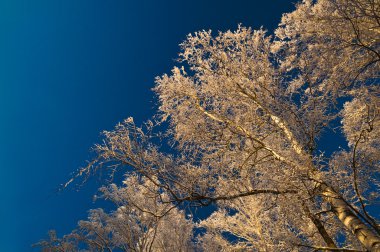 Kar ağaçlar gökyüzü günbatımı kaplı.