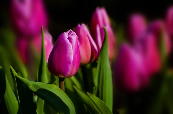 Flores de tulipán púrpura cubiertas con gotas de agua — Foto de Stock