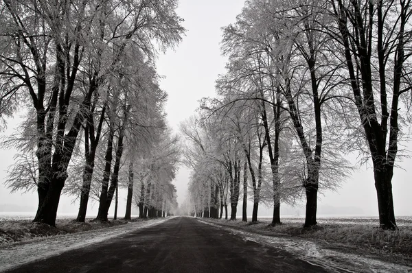 Winter ijzige weg - monotone beeld — Stockfoto
