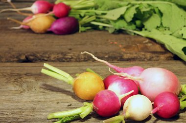 Taze çok renkli turp