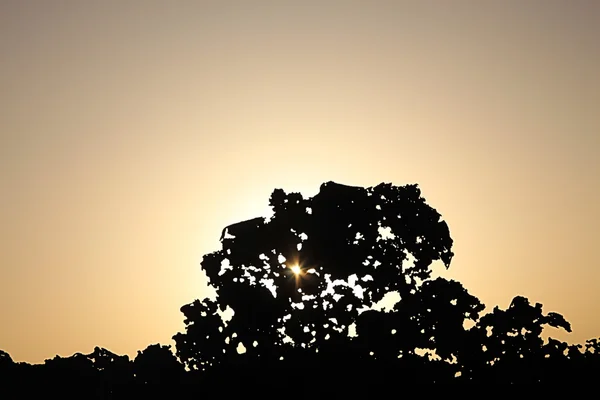 Sunrise — Stock Photo, Image