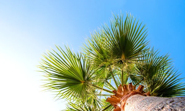 Пальма против неба с зелеными листьями . — стоковое фото