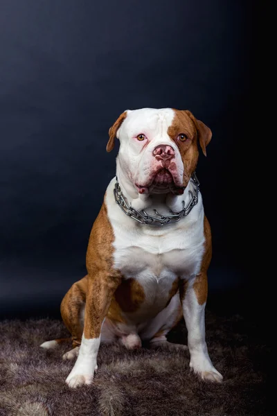อเมริกัน Bulldog นั่งอยู่บนพื้น . — ภาพถ่ายสต็อก
