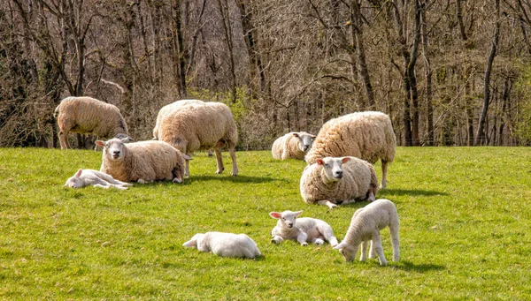 Grupo Ovelhas Cordeiros Sol Primavera Cotswolds Inglaterra Reino Unido — Fotografia de Stock