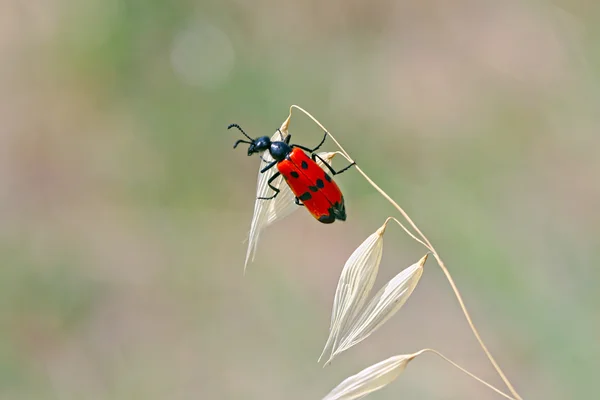 Roter Käfer mit schwarzen Punkten, der in einer blauen Zichorienblüte sitzt. Rote Käfer-Meloidae schaut vom Ohr weg. — Stockfoto