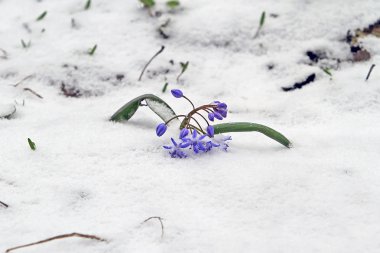 Erken baharda campanula'lar çiçek açmış ama aniden döndü 