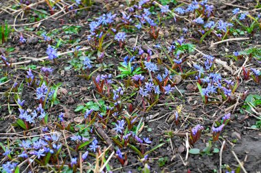 Glade bahar erken campanula'lar mavi. Çok narin mavi çiçekler bl