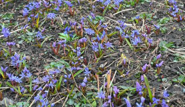 Glade bahar erken campanula'lar mavi. Çok narin mavi çiçekler bl