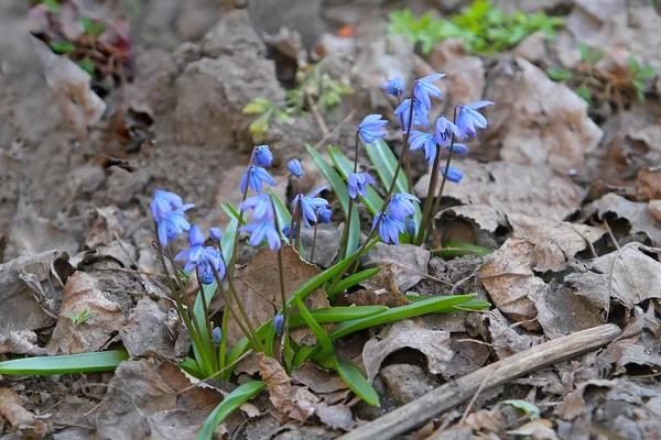 The first spring blue flowers broke through last year's leaves.S — Stock Photo, Image