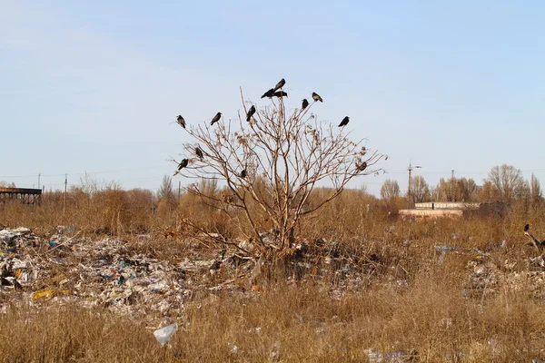 Um monte de corvos sentados em uma árvore solitária no meio do cit — Fotografia de Stock