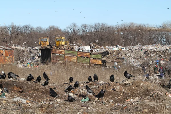 Un troupeau de corbeaux noirs dans une décharge municipale. Dozers, pauvres gens — Photo