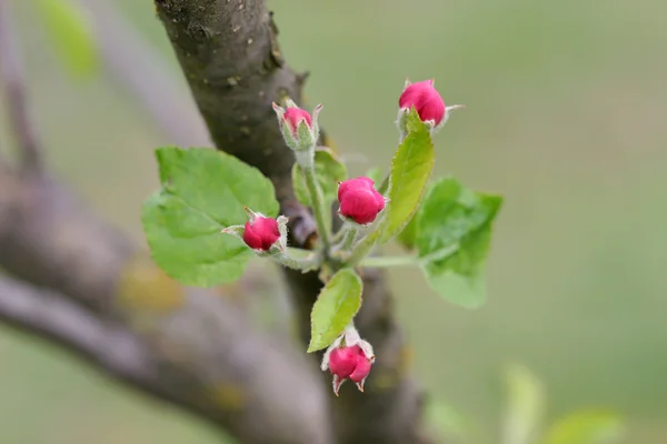 Roze knoppen op de vertakking van de beslissingsstructuur van apple. Voorjaar bloeiende appelboom. — Stockfoto