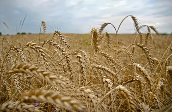 Field where growing wheat yellow ripe ears full of grains.