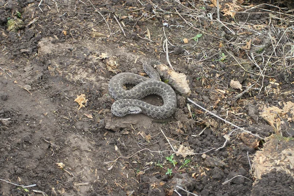 Common viper Vipera on Latin undertake kind of poisonous snakes