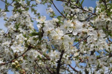 Önplanda kiraz çiçeği dalı 