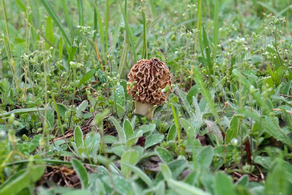 自然条件下的蘑菇 — 图库照片