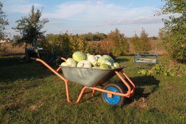 Sonbaharda hasat. El arabası lahana prizler tam