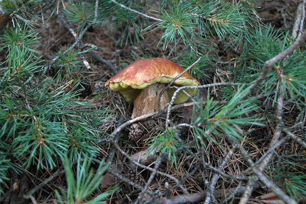 White fungus growing among pine branches — Stock Photo, Image