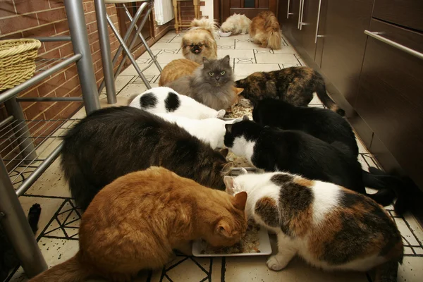 Muchos gatos y perritos comiendo juntos — Foto de Stock
