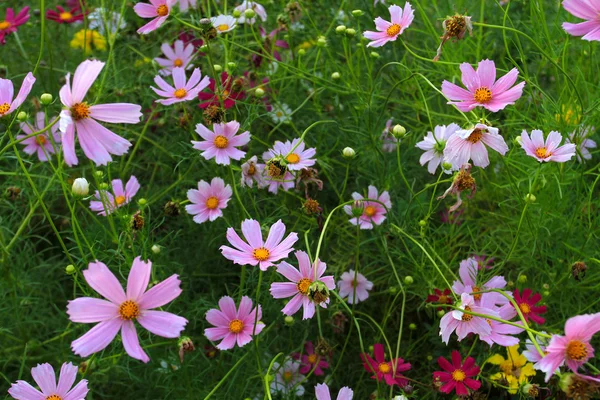 표지에 아름 다운 꽃 — 스톡 사진